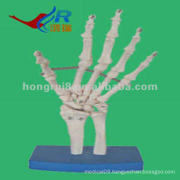 HR-114 VIvid Life-size Skeleton Hand Model,Anatomical Skeleton Hand